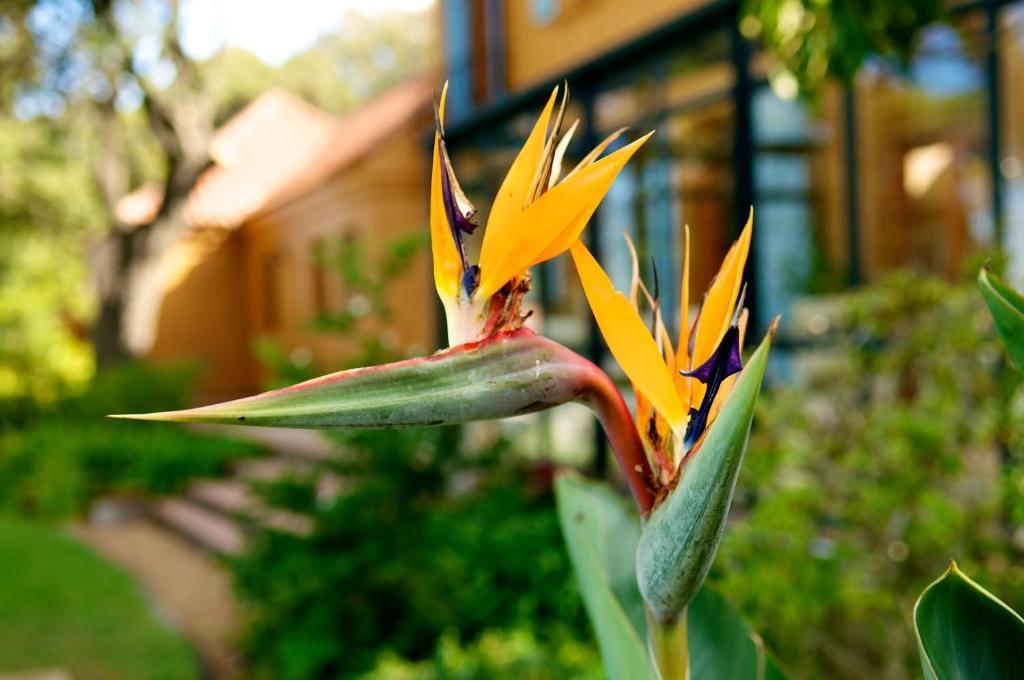 Cap Serein Guest House Cape Town Exterior photo