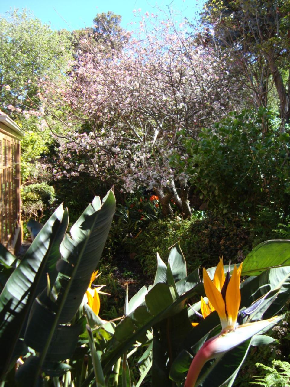 Cap Serein Guest House Cape Town Exterior photo